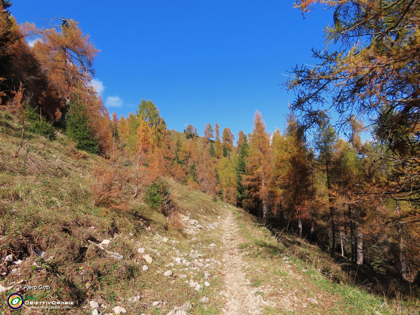 37 Splendenti colori autunnali dei larici.JPG